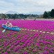 富士山×一面ピンクの絶景！　GWは富士芝桜まつりへ